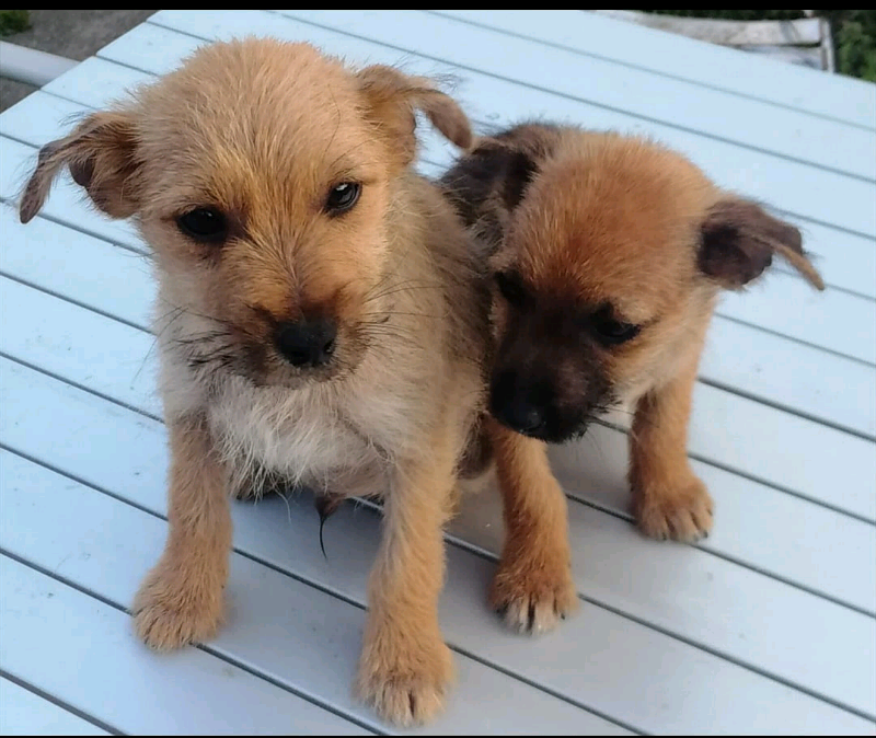 Yorkshire terrier x jack russell in Leigh, Manchester Gumtree