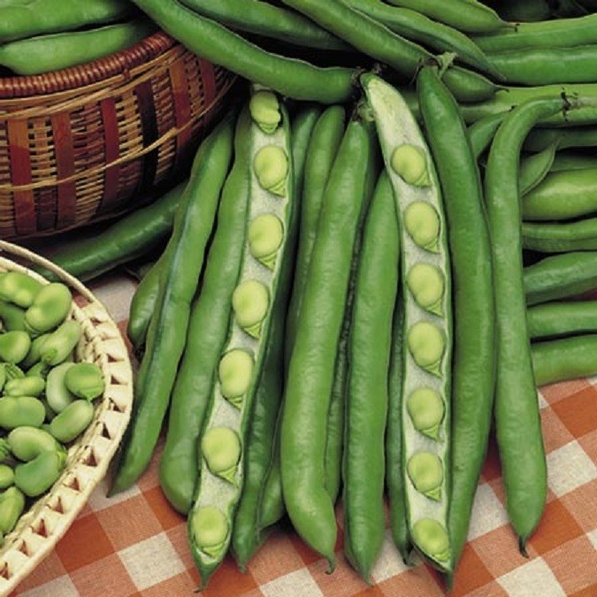 Vegetable - Broad Bean Giant Exhibition 30 seeds | eBay