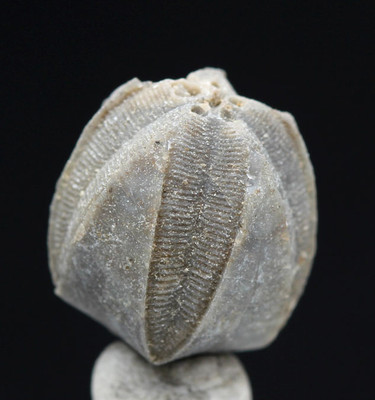 Blastoid Specimen NICE Fossil Sea Life Echinoderm Mineral INDIANA w/ ID card