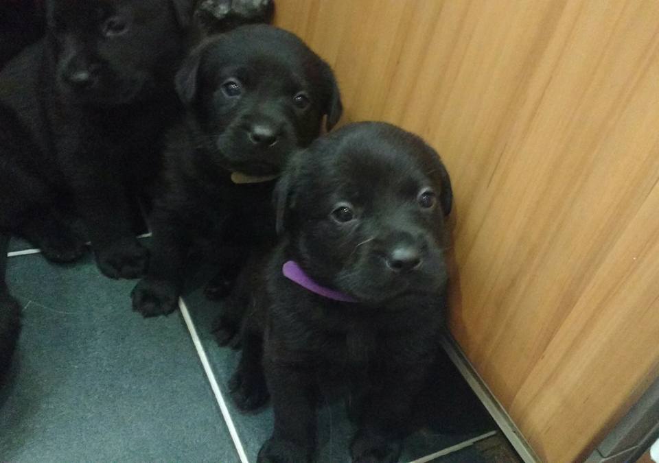 Stunning Rottador Puppies For Sale in Brechin, Angus Gumtree