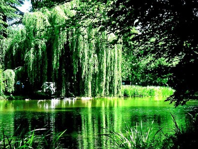 4 Golden Weeping Willow Trees - Ready to Plant - Beautiful Arching Canopy