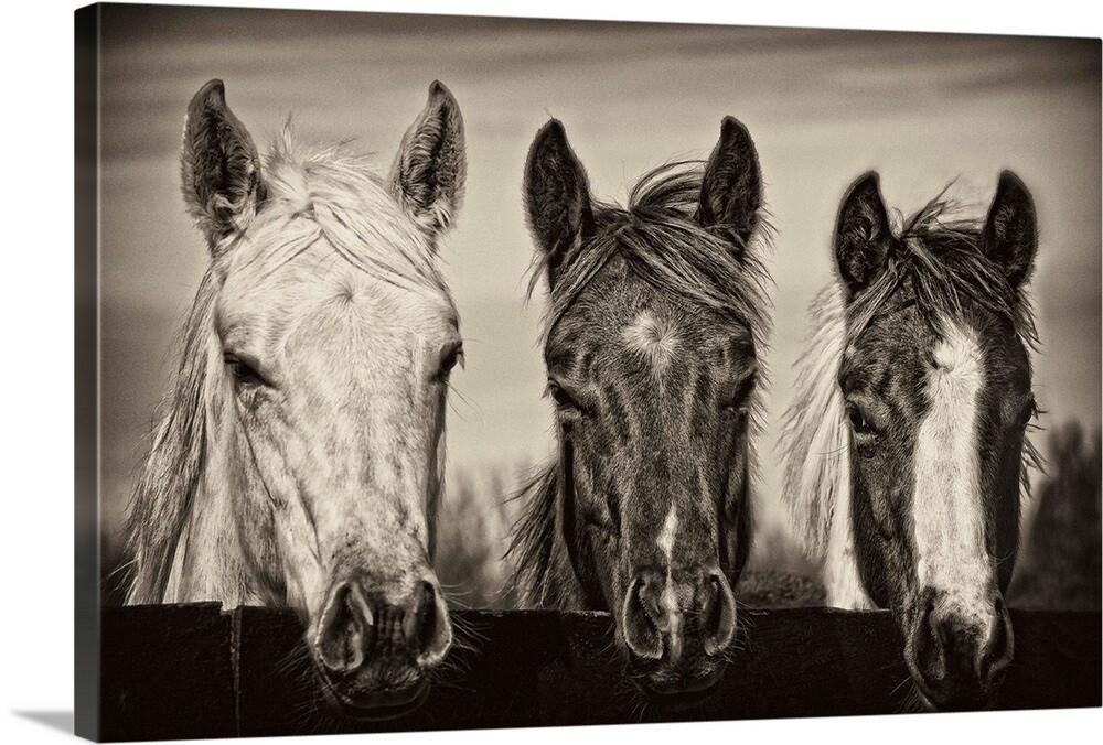 Three Amigos I Canvas Wall Art Print, Horse Home Decor | eBay