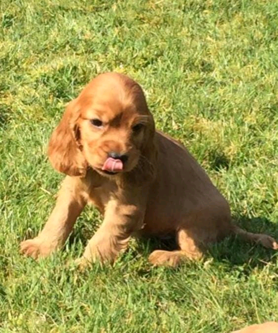 Show type cocker spaniel puppies in Redbridge, London Gumtree