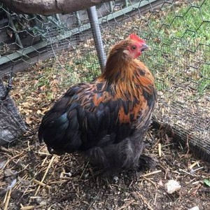 chooks sale in New South Wales Gumtree Australia Free 