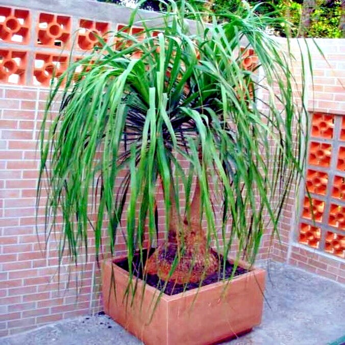 Ponytail Palm Tree Seeds Beaucarnea recurvata Elephant Foot Indoor House Plant