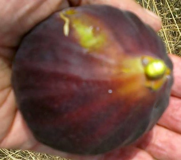 1 ANGELO FIG TREE CUTTING.