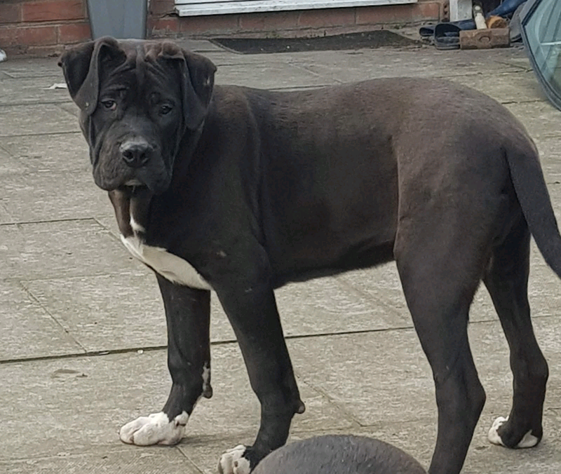 XL Bully in Hodge Hill, West Midlands Gumtree