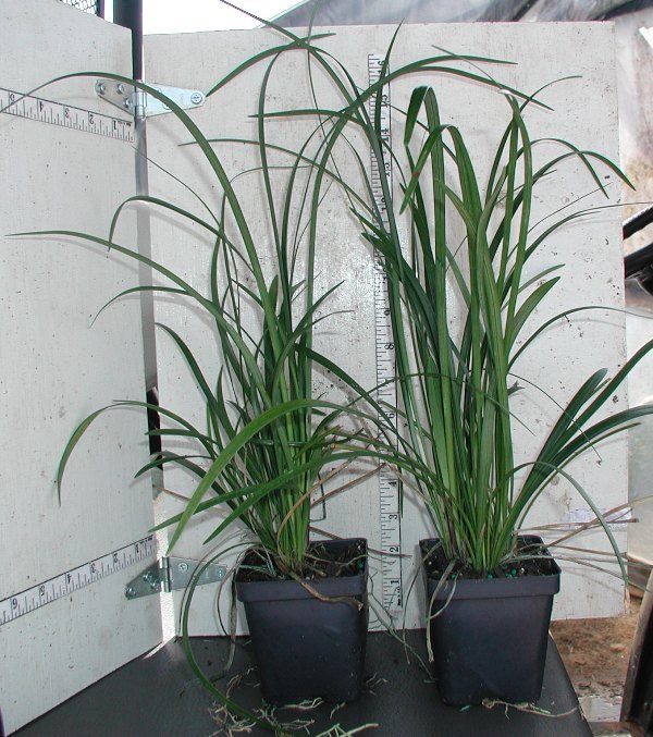 Liriope muscari 'Emerald Goddess' (P.P. 15471) 1000 Plants in 3-1/2 inch Pots