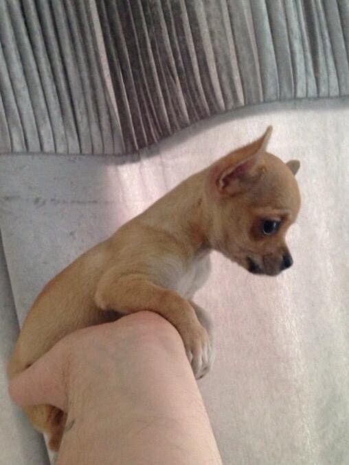 Extra small chihuahua puppy in Rochester, Kent Gumtree