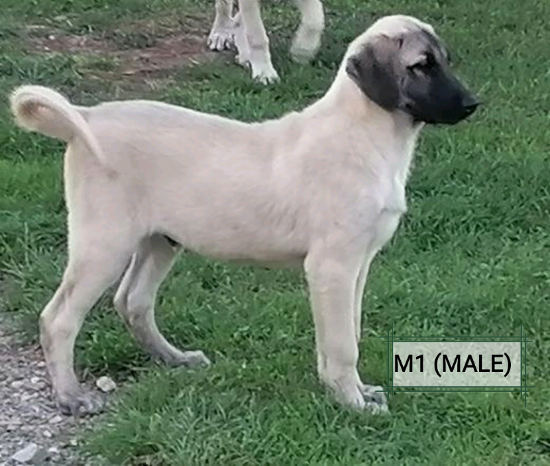 kangal dog for sale gumtree australia