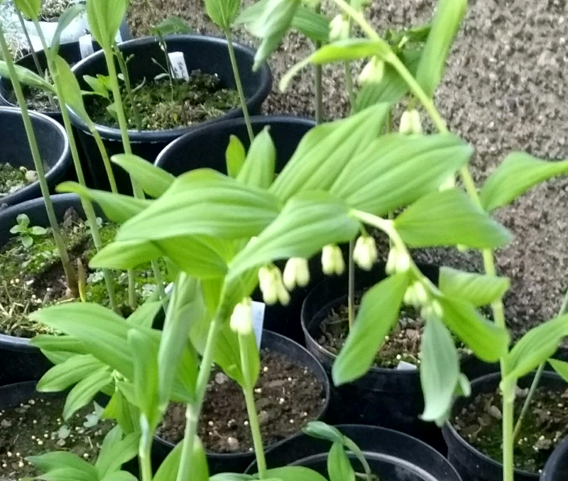 Large Solomon�s Seal plant in Dundee Gumtree