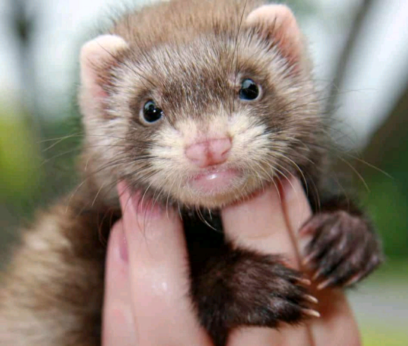 Ferrets for sale Micro Cross