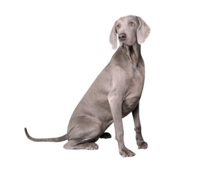 Foto dell'oggetto di un acquirente verificato