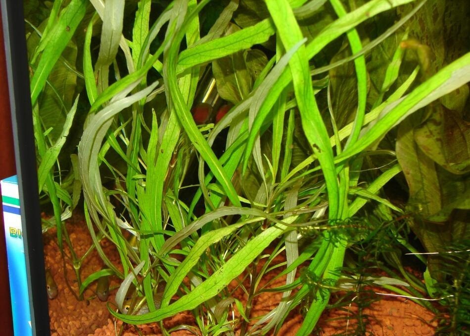 BUY 2 Get 1 FREE Hygrophila Angustifolia Fish Tank Plants Aquarium Plants Easy