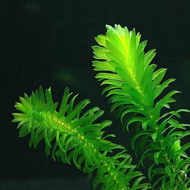 Elodea aquarium stem plant for sale Fish Gumtree