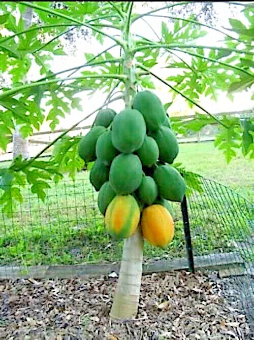 20 "DWARF SOLO WAIMANALO TREE SEEDS" (Carica Papaya) Fast Fruit Houseplant