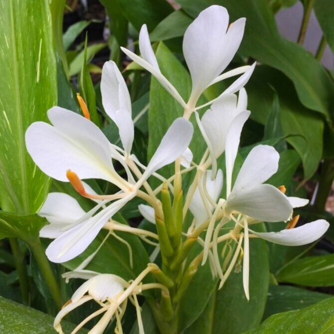 Hardy white Flower Ginger Plants from India For Sale. in West Moors, Dorset Gumtree