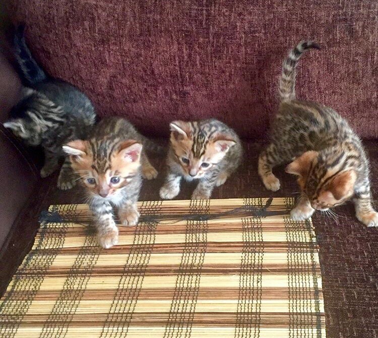 Pure beautiful very affectionate F5 Bengal kittens TICA registered for