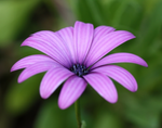 fiore-viola