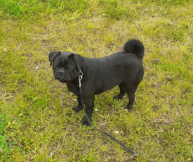Shitzu X Chihuahua Teddy Bear Puppies Glasgow Gumtree Teddy Bear Puppies Puppies Shitzu