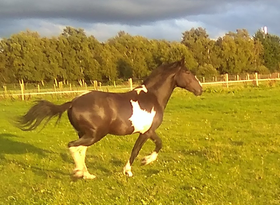 HORSES for sale in Portadown, County Armagh Gumtree