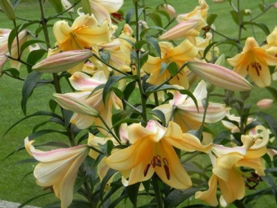 Double Orange Tiger Lily, Beautiful New Flower Bulb Ready to Ship, Perennial