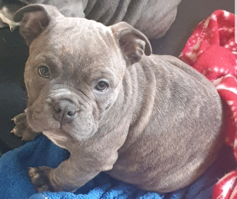 English x bully in Newport Gumtree