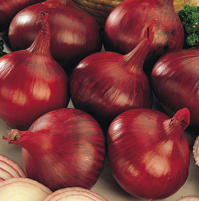 Vegetable Onion Karmen Red Appx 250 seeds 5060495012709 eBay