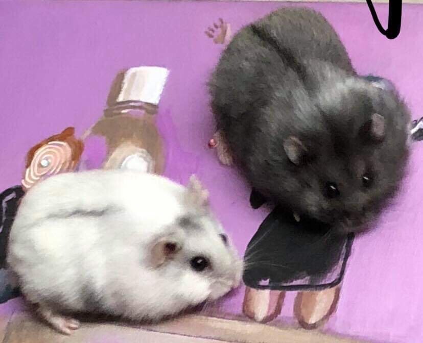 2 Beautiful Russian Dwarf Hamsters Need Re Homing In