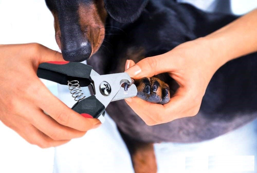 Pet Grooming Trimmer Tool Dog Nail Clippers For Dog Cat Toe Cutter Scissors Claw