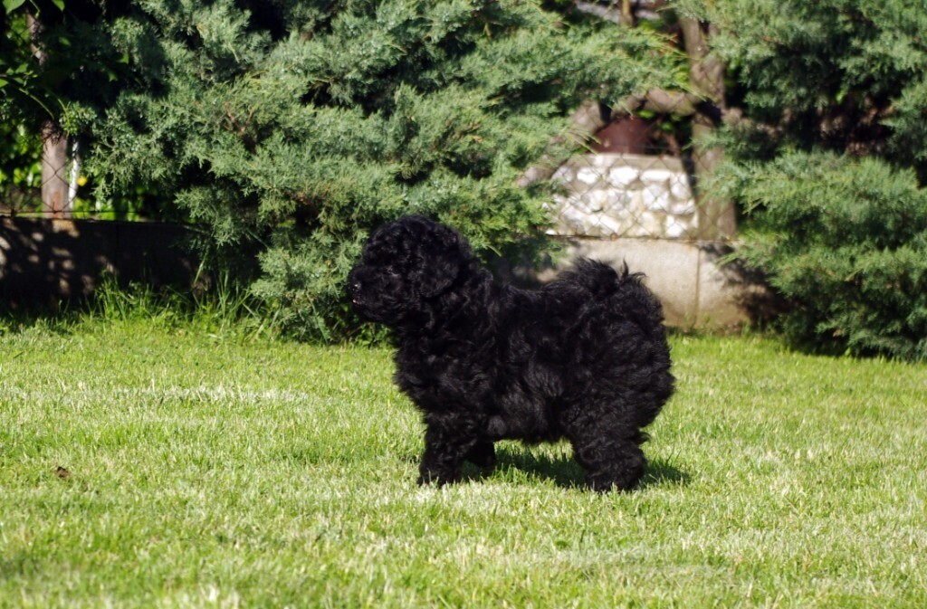 High Quality Hungarian Puli puppy for Sale! in Greenford, London