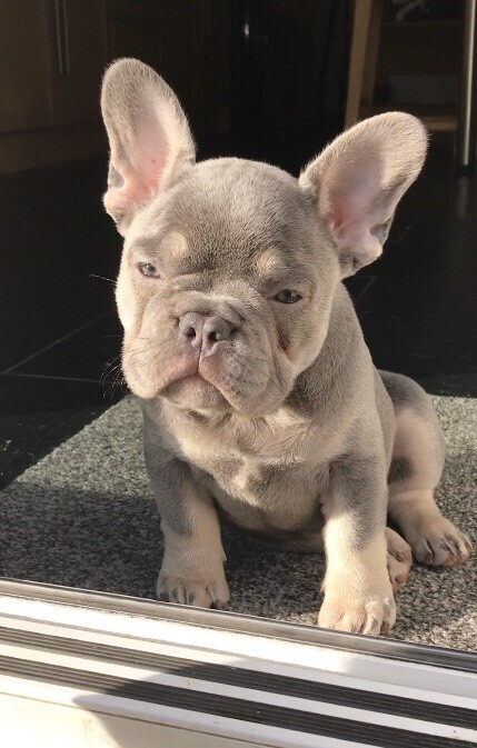 Silver lilac and fawn French bulldog puppy | in Pontllanfraith ...