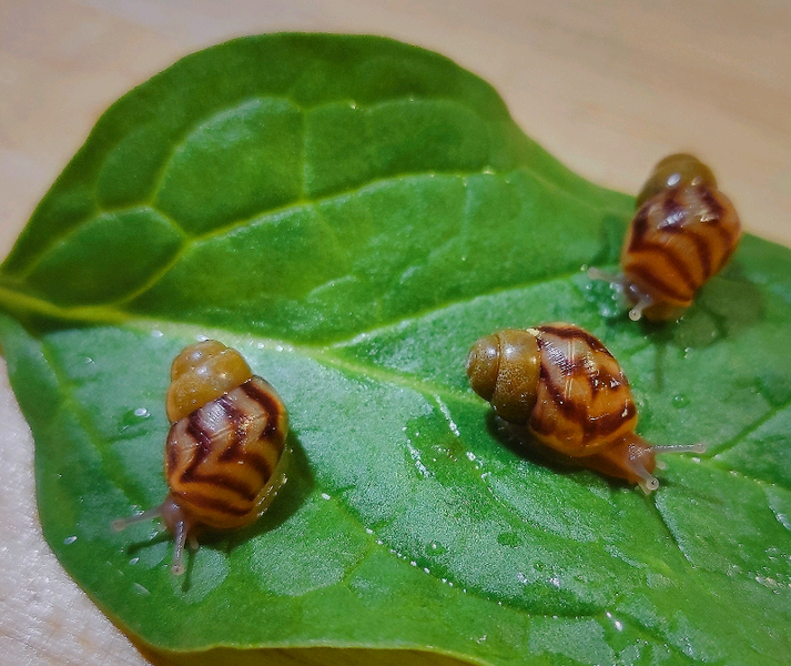 Giant African Land Snails for sale in UK View 82 ads