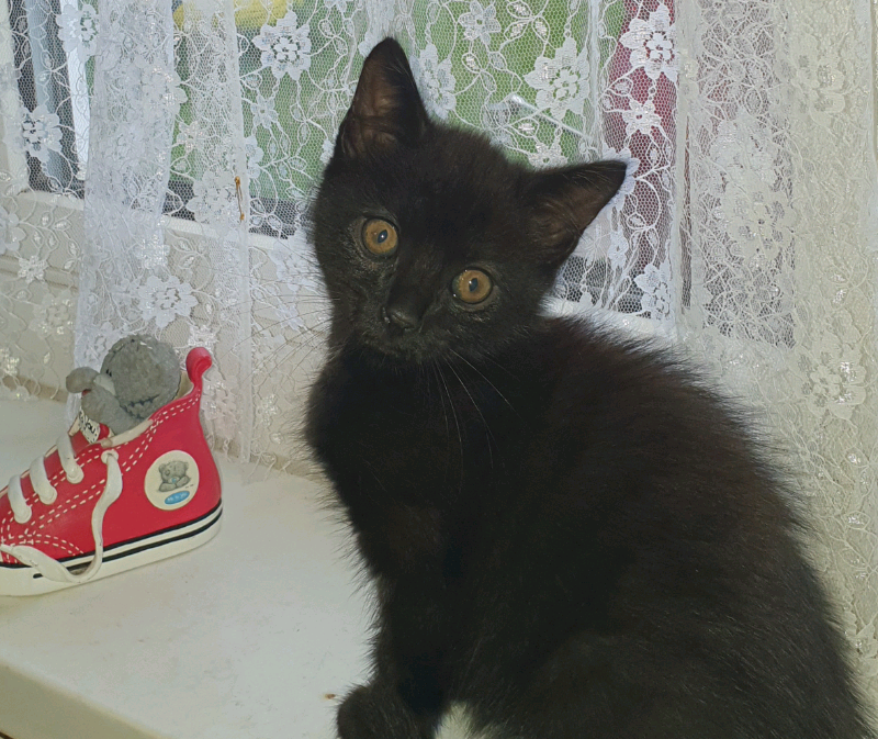Kittens in Southampton, Hampshire Gumtree