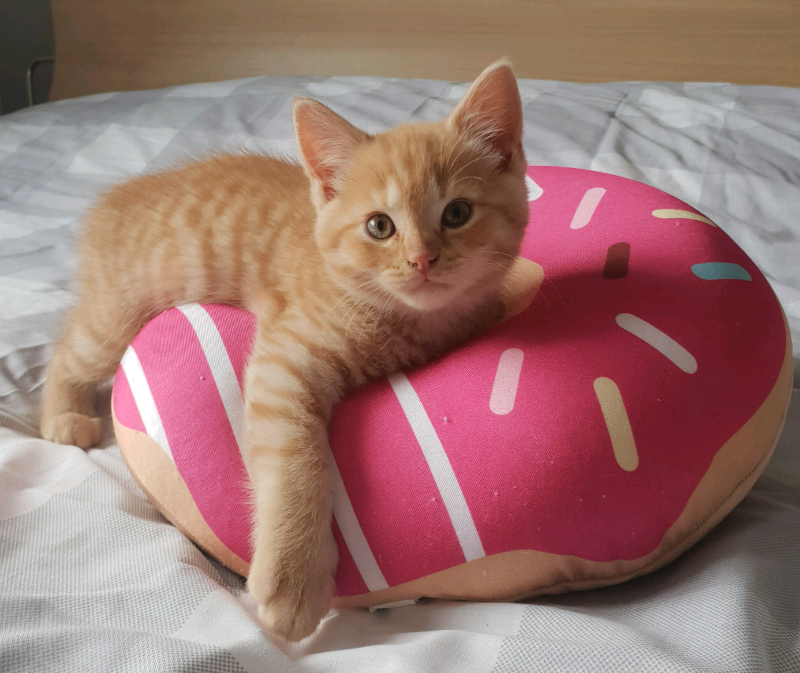 Scottish straight ears kittens for sale in Fraserburgh, Aberdeenshire