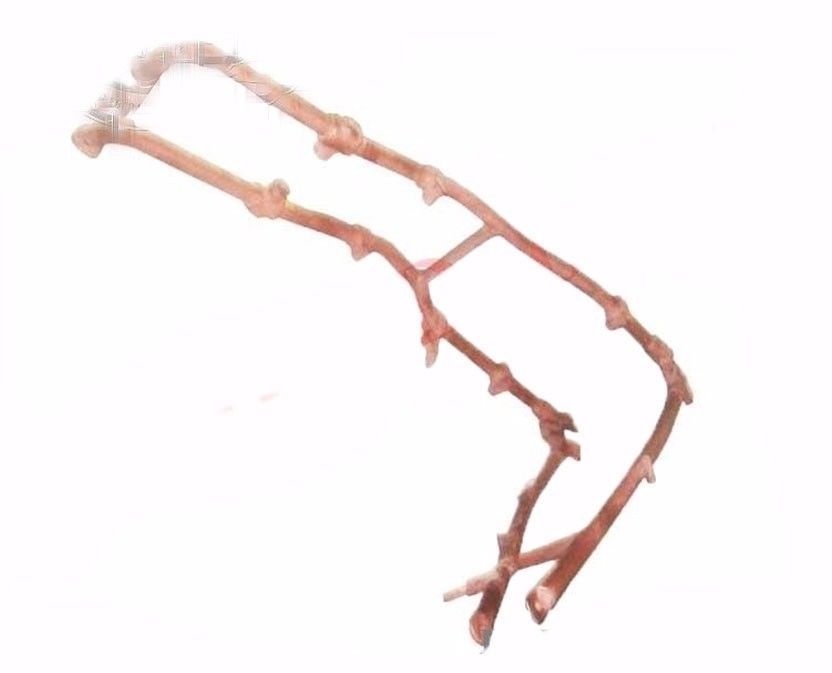 Fits Triumph Pre War Rigid Body Frame 3, 5 SW Tiger 70-80 3HW 350CC 