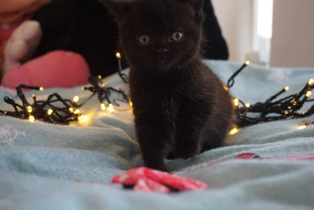 British blue shorthair cross ragdoll kittens in ClactononSea, Essex Gumtree