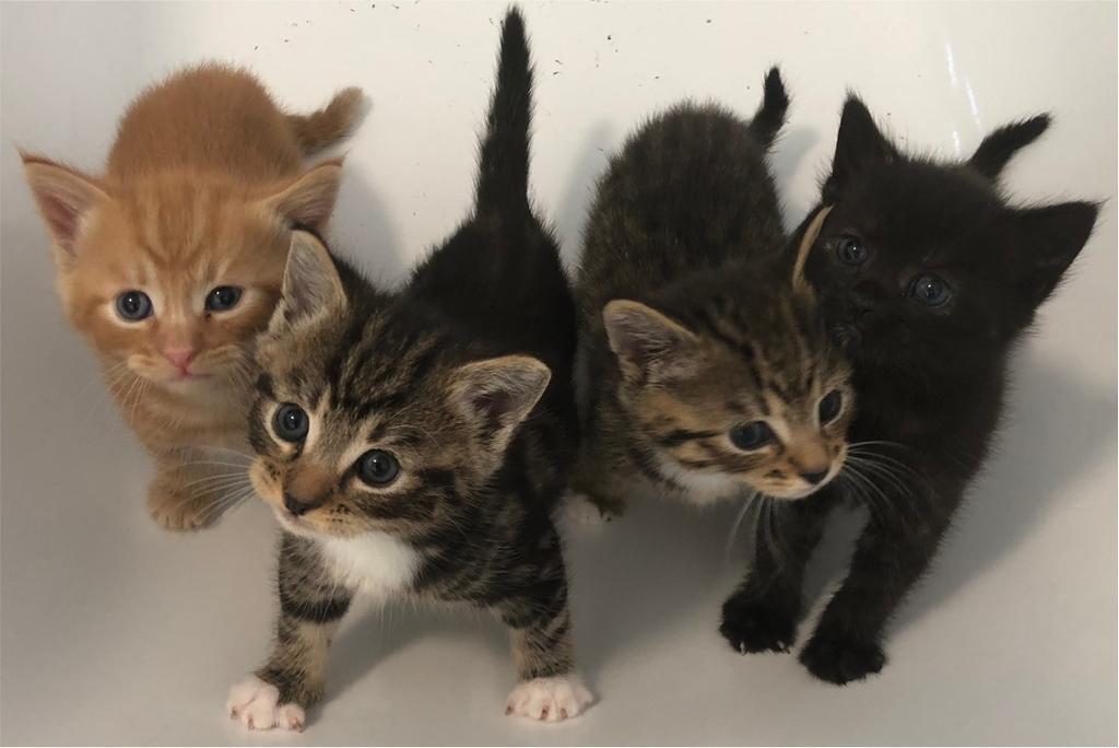 Kittens for sale in Eastbourne, East Sussex Gumtree