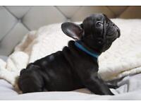 French Bulldog puppies-ready to go to new homes 