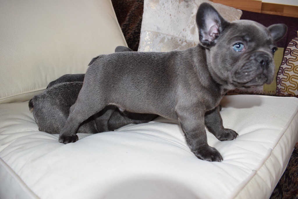 Silver French bulldog picture