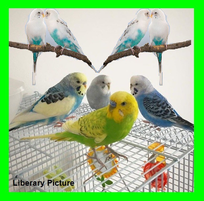 £15 each Mix Budgies Colour choise. Nelson Lancashire. Bird Parrot