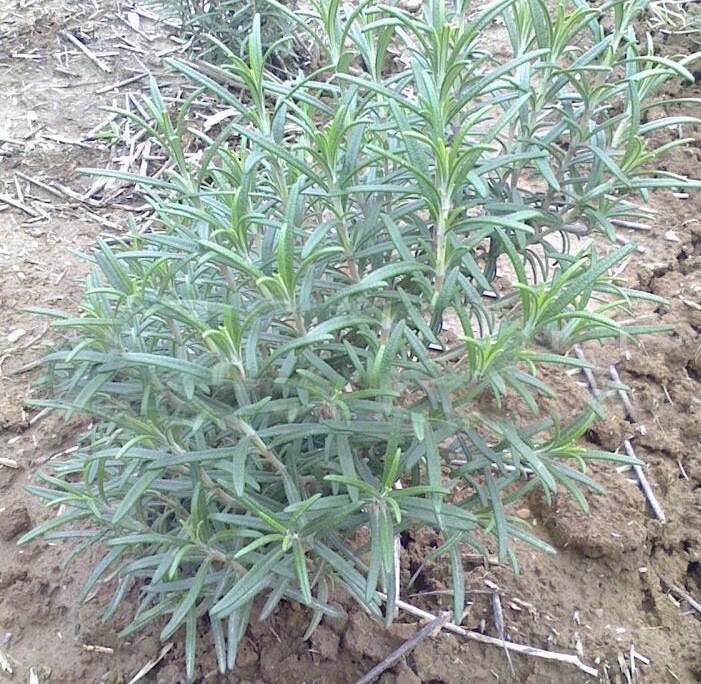 50+Rosemary seeds Evergreen shrub Culinary Perennial Garden Container Herb USA