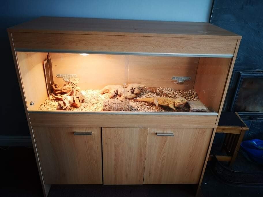 Bearded Dragon and Full Vivarium Set Up in Perranporth, Cornwall