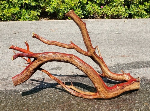 Large Manzanita Driftwood aquarium terrarium aquascape crafts ...