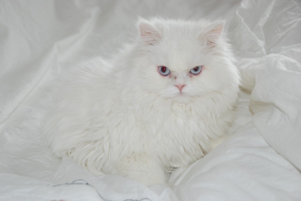 Beautiful Purebred White Persian Kitten Male with Blue Eyes | in Mile