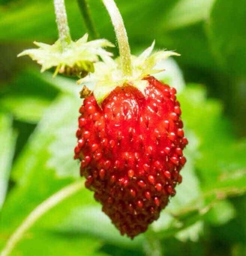 100+ Wild Strawberry Seeds - Baron (Fragaria Vesca Baron Solemacher) Groundcover