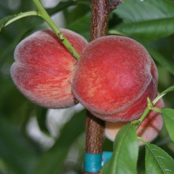 Amsden Robuster WeiÃFleischiger Pfirsich Pfirsichbaum Buschbaum