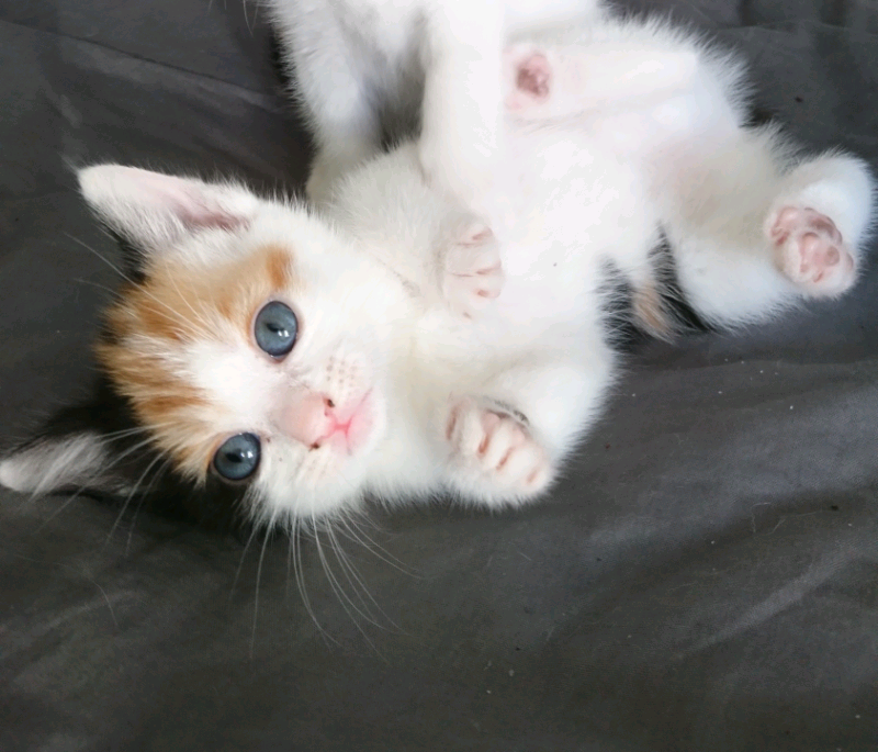 Calico kitten in Manchester Gumtree