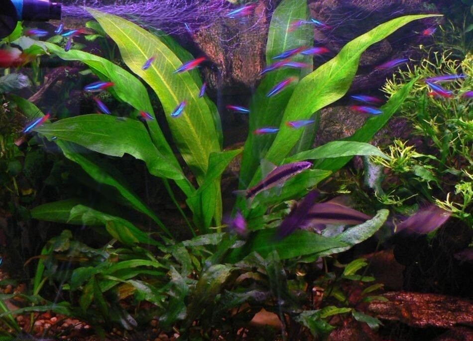 Amazon Sword - Echinodorus Bleheri Beginner Live Aquarium Plants BUY2GET1FREE*