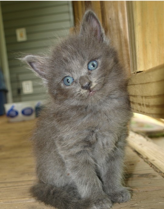 ADORABLE RAGDOLL X MAINECOON KITTENS READY NOW in Bude, Cornwall